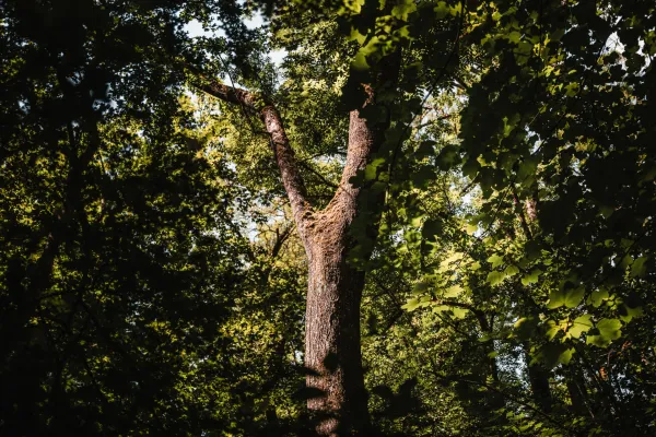 Bois de Vernaz_Gaillard