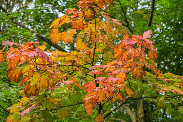 Photo d'un arbre