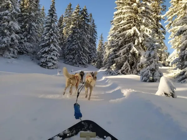 En immersion dans la vie d'un musher (visite du chenil + chien de traineau)