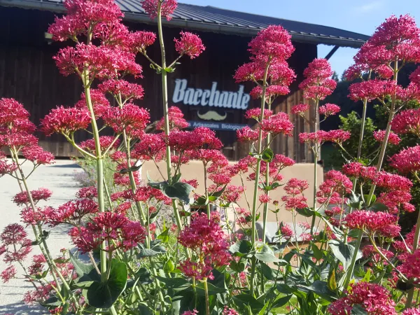Brasserie Bacchante