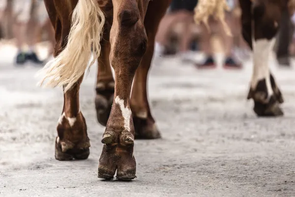 Foire agricole de la Saint-Maurice Le Grand-Bornand