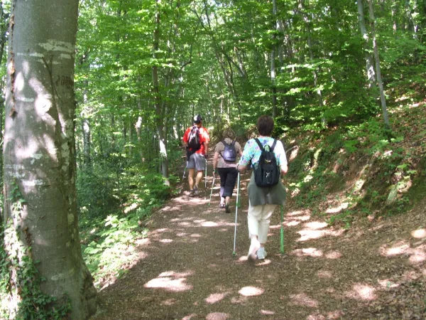 Forêt des Bois de Ville