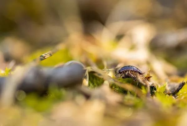 Initiation à la macrophotographie