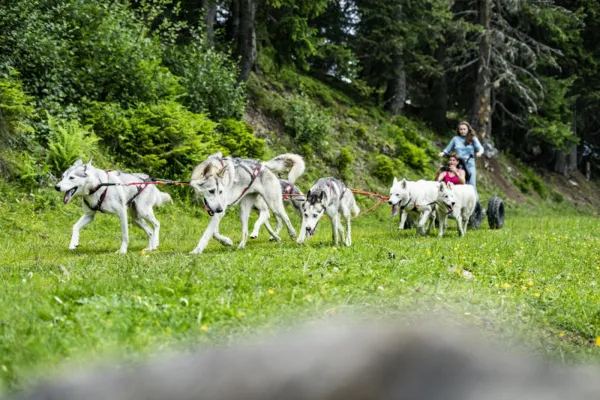 Initiation encadrée au cani'kart
