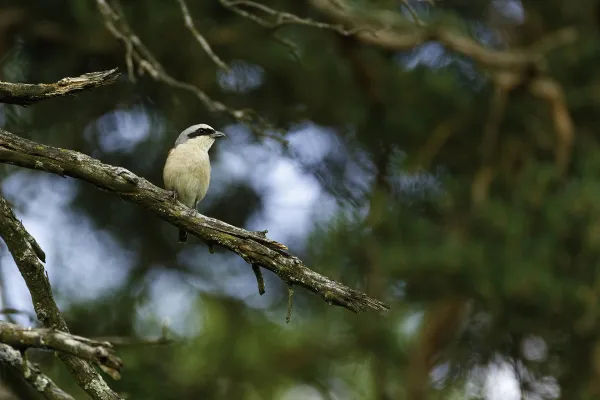 Initiation à la photo animalière
