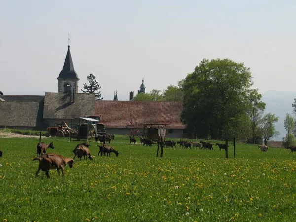 Chèvrerie de la Forêt