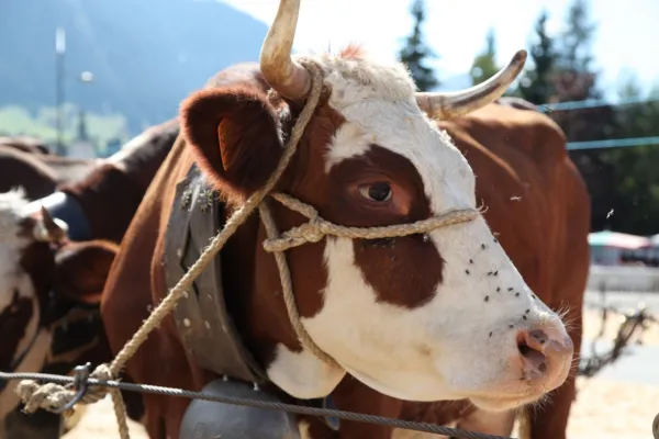 Concours agricole de la race Abondance