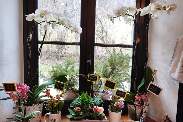 Plantes fleurs
