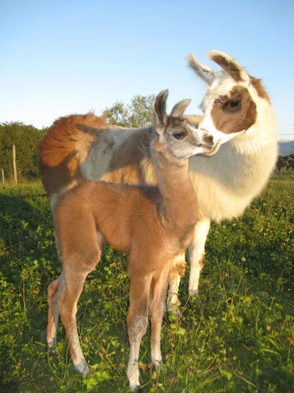 Découverte des lamas de Salagine