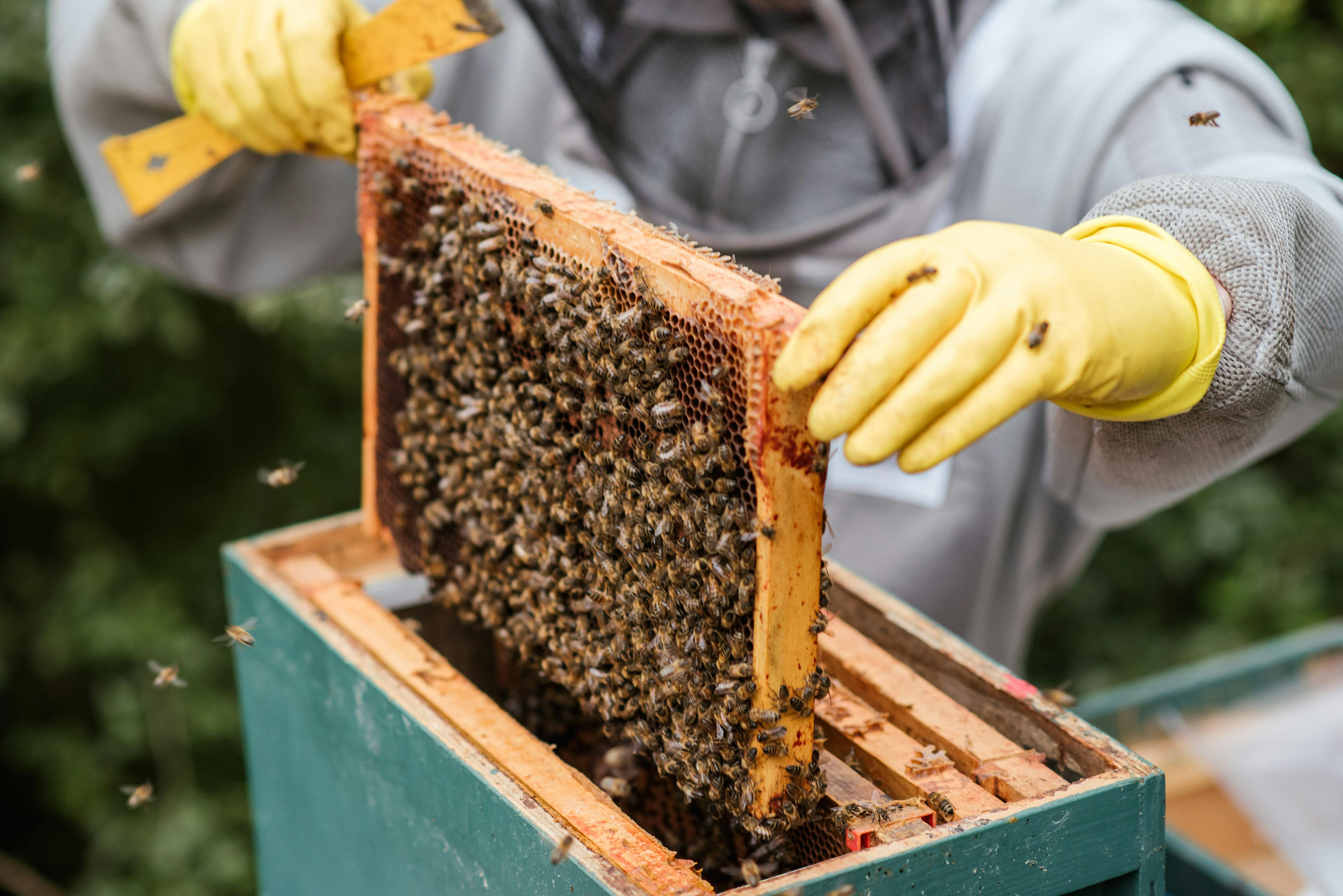 Découverte du monde des abeilles