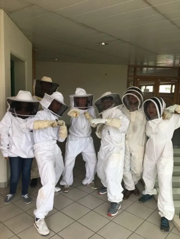 Découverte du monde des abeilles