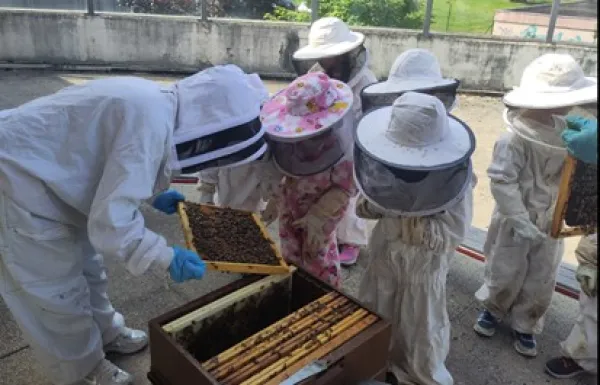 Découverte du monde des abeilles