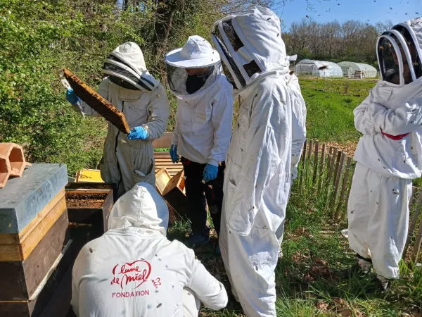Découverte du monde des abeilles