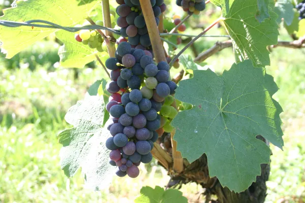 Découverte du vin entre pays Chablaisien et Genevois