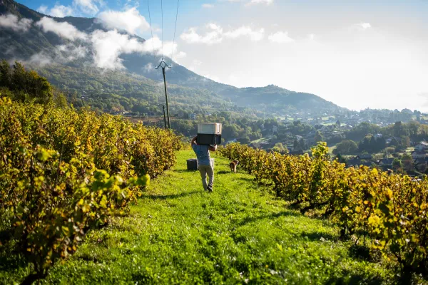 Domaine Famille Montessuit