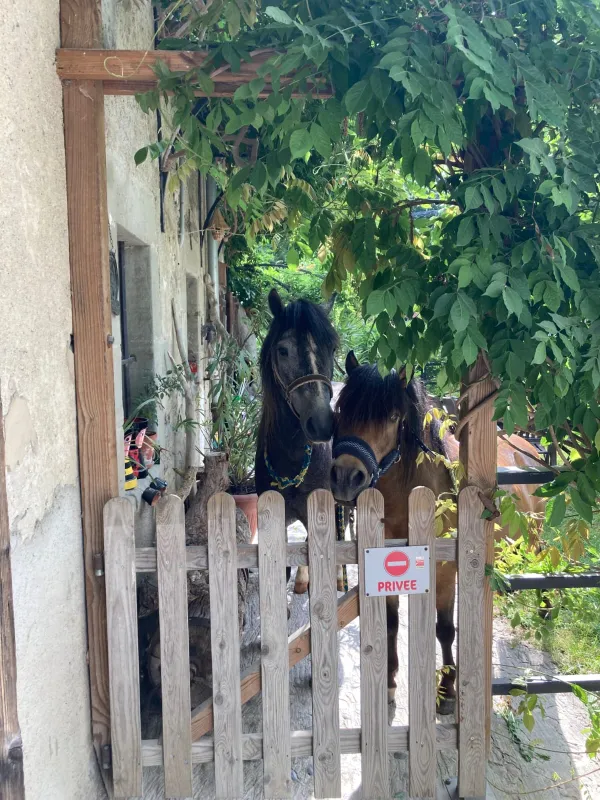 Les poneys