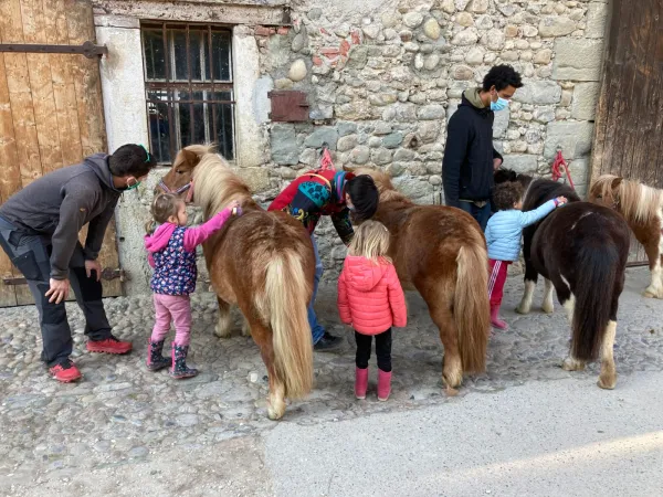 Préparation des poneys