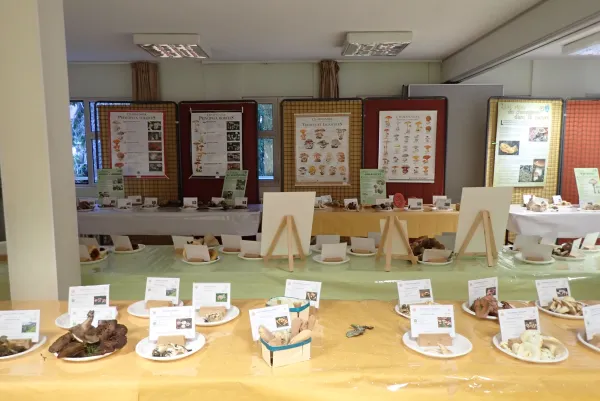 Exposition de champignons