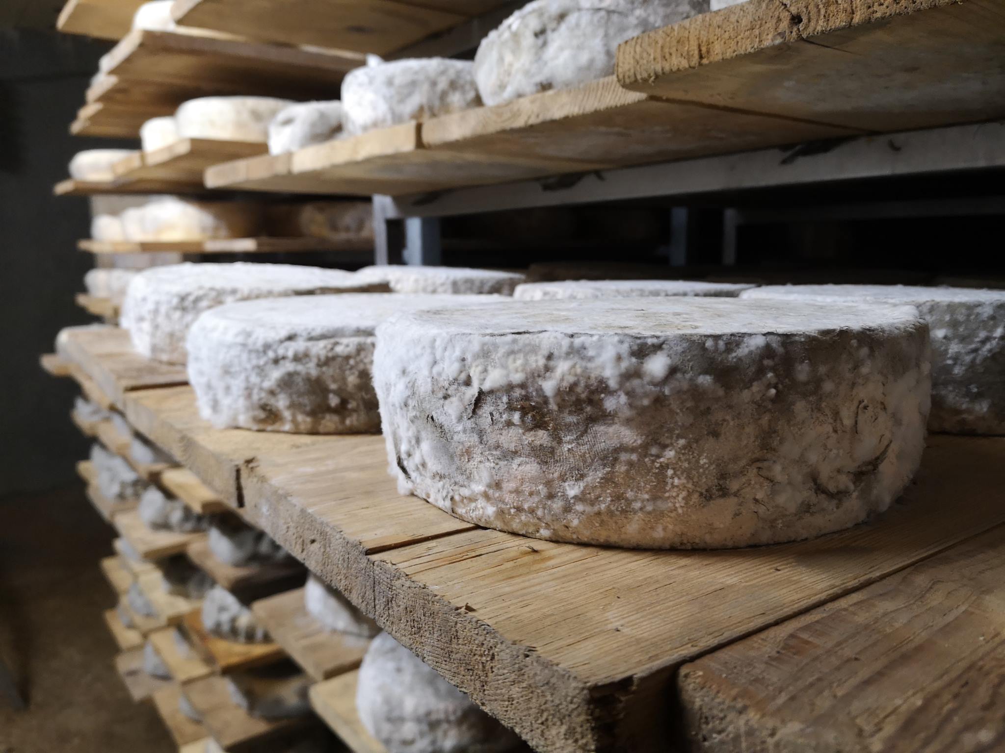 Tomme de vache