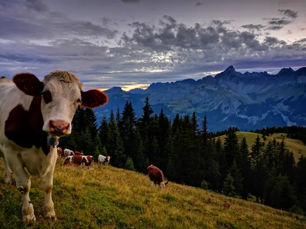 Gaec Chamonix