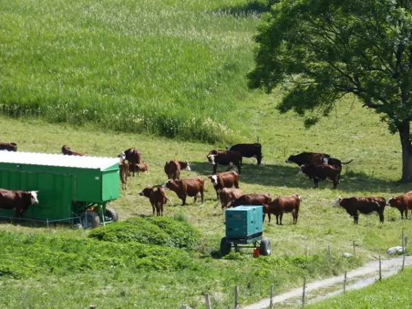 GAEC Le Val Mont-Blanc - Traite des vaches