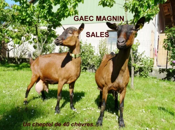 Gaec Magnin Sâles