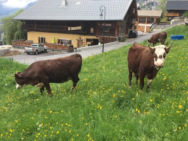 GAEC de Chaux Fleurie