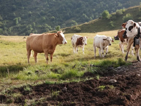 Goûter à la ferme du Lys Blanc