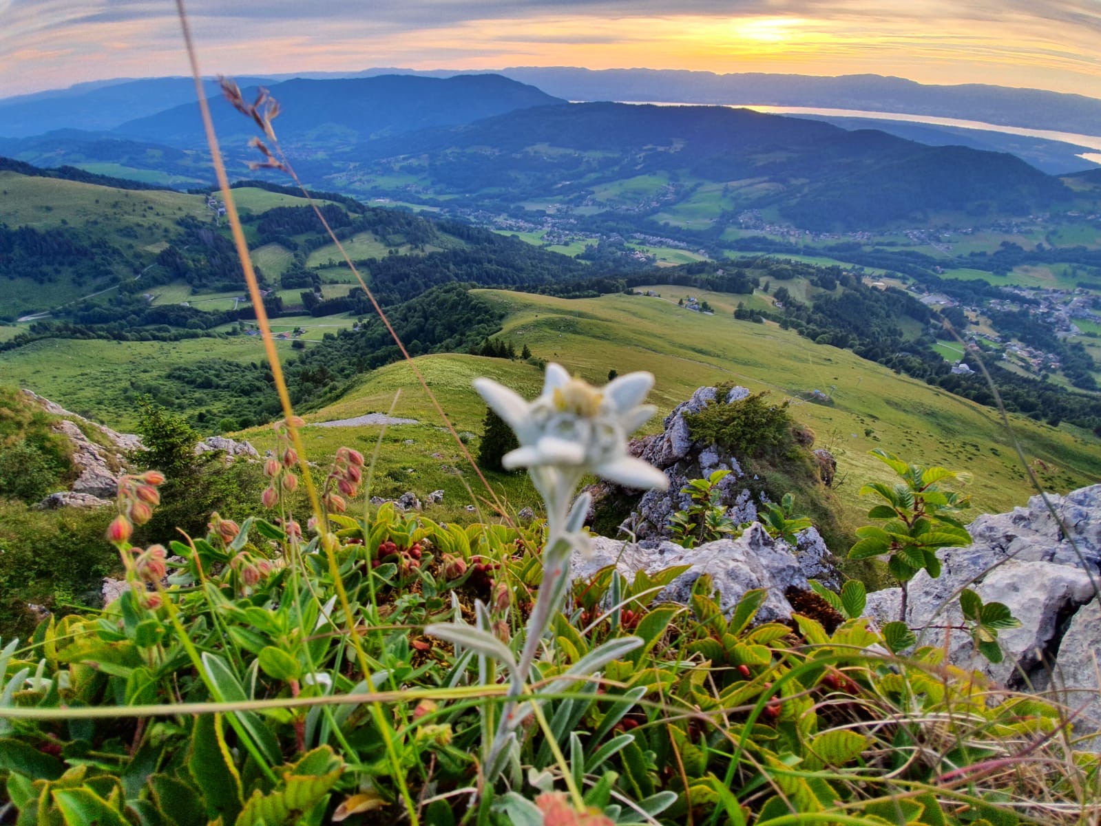 Edelweiss au sommet des Crêtes avec vue_Léman _les_habères