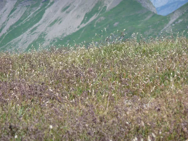 Marche sensorielle encadrée : se reconnecter à la nature et à soi-même