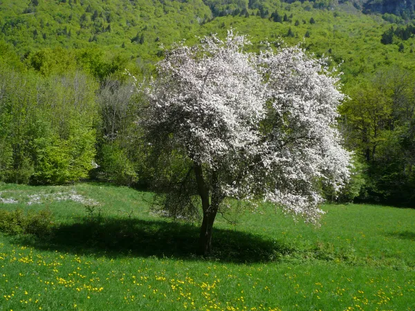 Marche sensorielle encadrée : se reconnecter à la nature et à soi-même