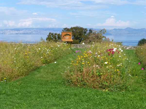 Itinéraire pédestre : A la découverte du parc de Neuvecelle