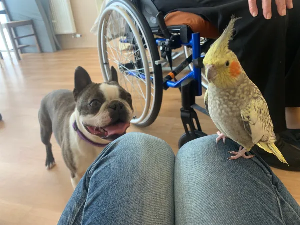création de lien entre une personne à mobilité réduite, un oiseau et un chien