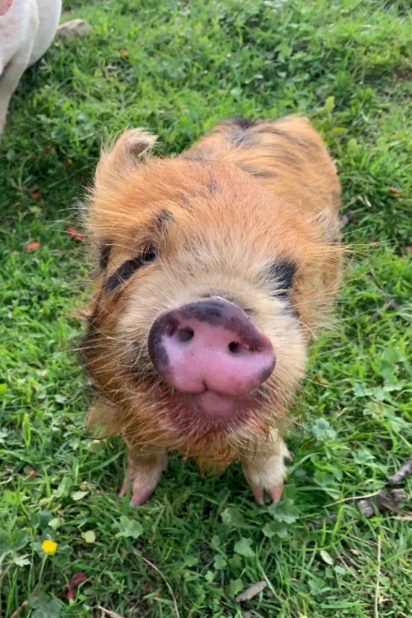 petit cochon de la ferme