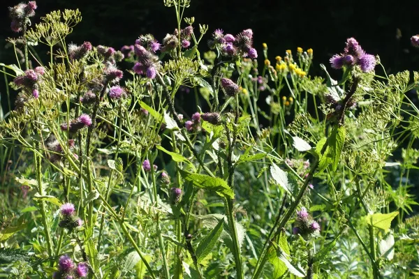 Fleurs de montagne