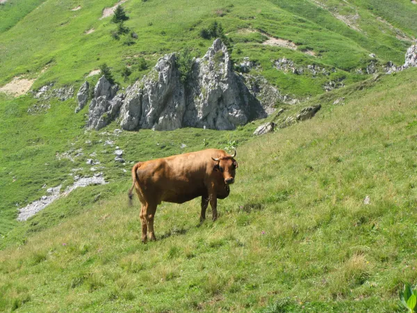 Itinéraire pédestre : Les chalets de Lairon