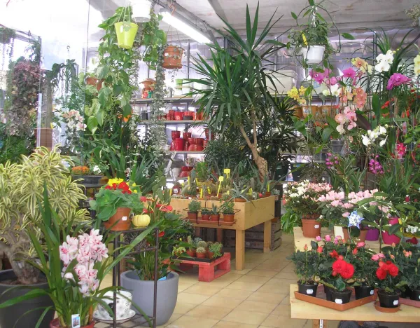 Nature et Plantes