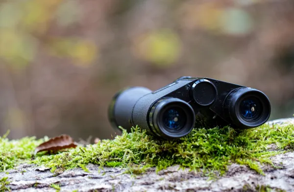 Observation grande faune